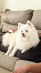 Found/Stray Male Dog last seen High Street and Davis Street, Turlock, CA 95380