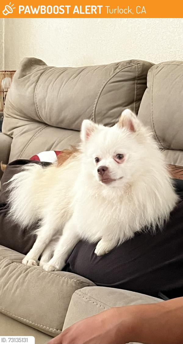 Found/Stray Male Dog last seen High Street and Davis Street, Turlock, CA 95380