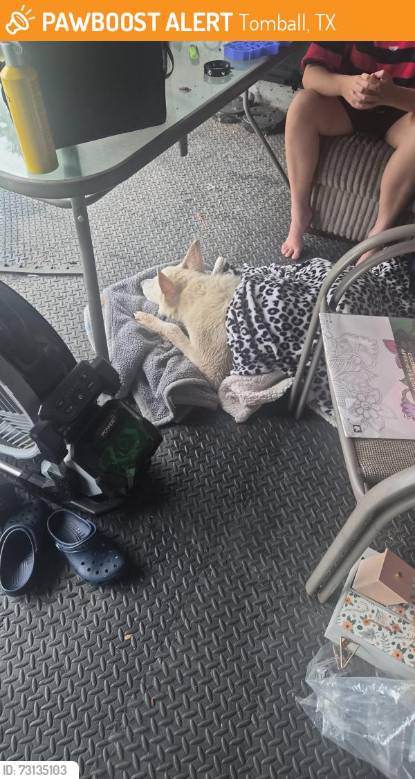 Found/Stray Female Dog last seen Near and Rosehill Church Rd, Tomball, TX 77377