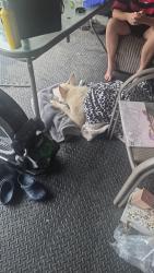 Found/Stray Female Dog last seen Near and Rosehill Church Rd, Tomball, TX 77377