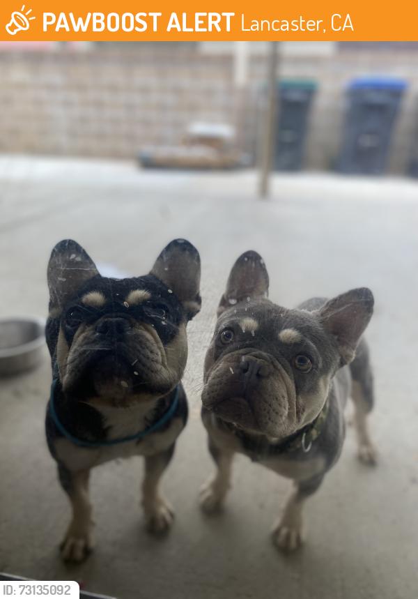 Found/Stray Male Dog last seen Avenue K and 20th ST, Lancaster, CA 93535