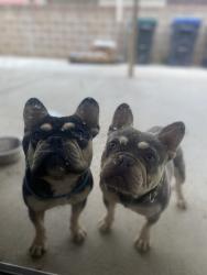 Found/Stray Male Dog last seen Avenue K and 20th ST, Lancaster, CA 93535