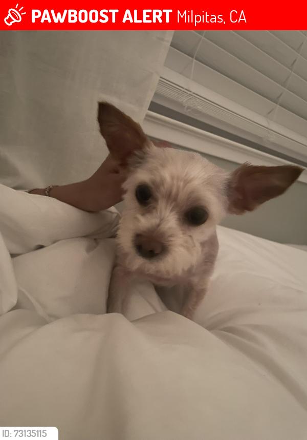 Lost Male Dog last seen N Temple Dr, Dennis Ave, Milpitas, CA 95035