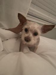 Lost Male Dog last seen N Temple Dr, Dennis Ave, Milpitas, CA 95035