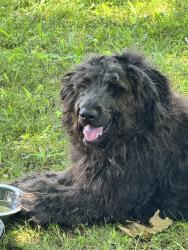Found/Stray Female Dog last seen Emerson Av. & Arlington Av., Indianapolis, IN 46237