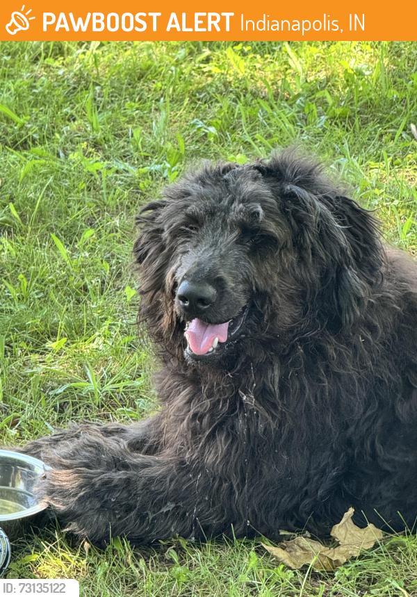 Found/Stray Female Dog last seen Emerson Av. & Arlington Av., Indianapolis, IN 46237