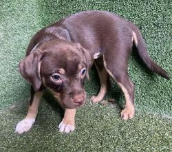 Shelter Stray Female Dog last seen , 5210 W Ave I, Lancaster, CA 93536, USA