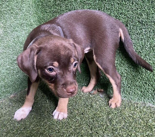 Shelter Stray Female Dog last seen , 5210 W Ave I, Lancaster, CA 93536, USA