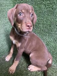 Shelter Stray Female Dog last seen , 5210 W Ave I, Lancaster, CA 93536, USA