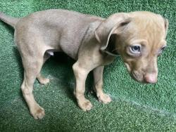 Shelter Stray Male Dog last seen , 5210 W Ave I, Lancaster, CA 93536, USA