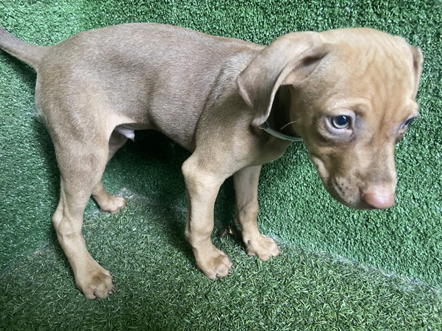 Shelter Stray Male Dog last seen , 5210 W Ave I, Lancaster, CA 93536, USA