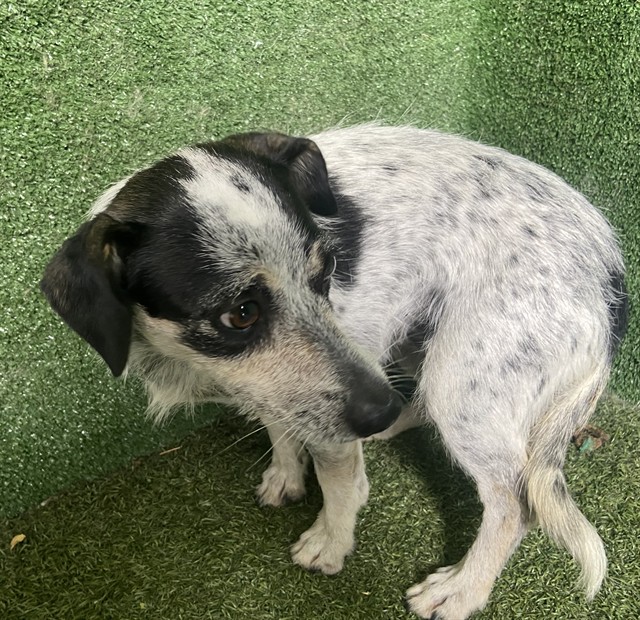 Shelter Stray Female Dog last seen , 5210 W Ave I, Lancaster, CA 93536, USA