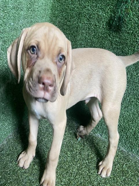 Shelter Stray Male Dog last seen , 5210 W Ave I, Lancaster, CA 93536, USA