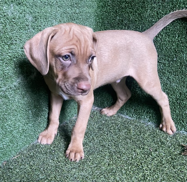 Shelter Stray Male Dog last seen , 5210 W Ave I, Lancaster, CA 93536, USA