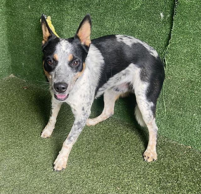 Shelter Stray Male Dog last seen , 5210 W Ave I, Lancaster, CA 93536, USA