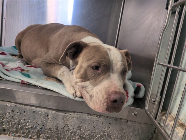 Shelter Stray Female Dog last seen , 5210 W Ave I, Lancaster, CA 93536, USA