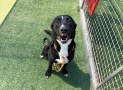 Shelter Stray Female Dog last seen , 14409 Vanowen St, Van Nuys, CA 91405, USA