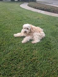 Found/Stray Male Dog last seen Constitution blvd, Salinas, CA 93905