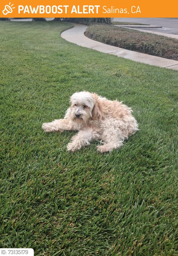 Found/Stray Male Dog last seen Constitution blvd, Salinas, CA 93905