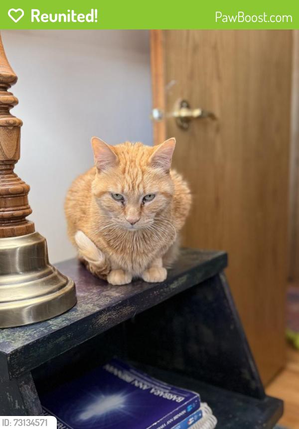 Reunited Male Cat last seen Bass Lake Road & Hwy 81/West Broadway, Minneapolis, MN 55428