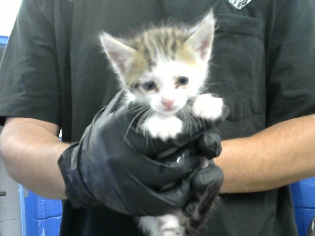 Shelter Stray Female Cat last seen Near BLOCK CAUGUA DR SE, 8920 Lomas Blvd NE, Albuquerque, NM 87112, USA