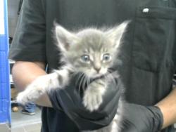 Shelter Stray Male Cat last seen Near BLOCK CAUGUA DR SE, 8920 Lomas Blvd NE, Albuquerque, NM 87112, USA