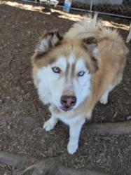 Shelter Stray Male Dog last seen , 14409 Vanowen St, Van Nuys, CA 91405, USA