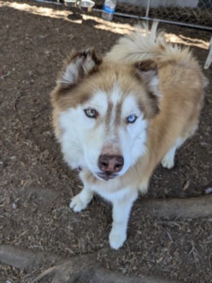 Shelter Stray Male Dog last seen , 14409 Vanowen St, Van Nuys, CA 91405, USA