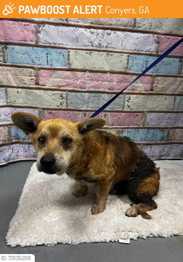 Found/Stray Male Dog last seen Located at Rockdale County Animal Service, 1506 Rockbridge Road, Conyers, GA 30012, Conyers, GA 30012