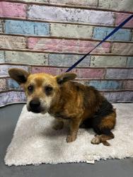 Found/Stray Male Dog last seen Located at Rockdale County Animal Service, 1506 Rockbridge Road, Conyers, GA 30012, Conyers, GA 30012
