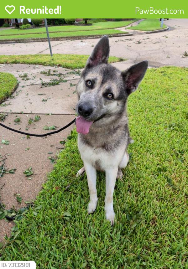 Reunited Male Dog last seen Near Honor Park Dr, Houston, TX 77065, USA, Houston, TX 77065