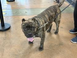 Shelter Stray Female Dog last seen , 14409 Vanowen St, Van Nuys, CA 91405, USA