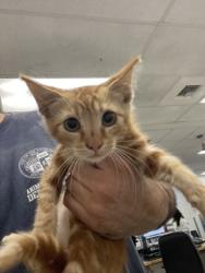 Shelter Stray Male Cat last seen , 14409 Vanowen St, Van Nuys, CA 91405, USA