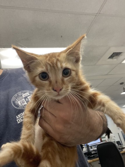 Shelter Stray Male Cat last seen , 14409 Vanowen St, Van Nuys, CA 91405, USA