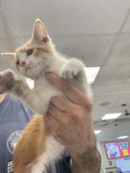 Shelter Stray Male Cat last seen , 14409 Vanowen St, Van Nuys, CA 91405, USA