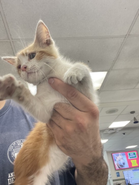 Shelter Stray Male Cat last seen , 14409 Vanowen St, Van Nuys, CA 91405, USA