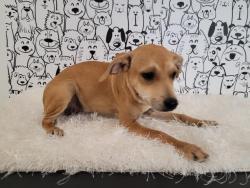 Shelter Stray Female Dog last seen , 957 N Gaffey St, San Pedro, CA 90731, USA