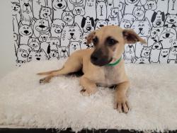 Shelter Stray Male Dog last seen , 957 N Gaffey St, San Pedro, CA 90731, USA