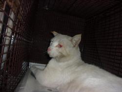 Shelter Stray Male Cat last seen , 14409 Vanowen St, Van Nuys, CA 91405, USA