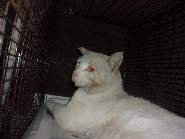 Shelter Stray Male Cat last seen , 14409 Vanowen St, Van Nuys, CA 91405, USA
