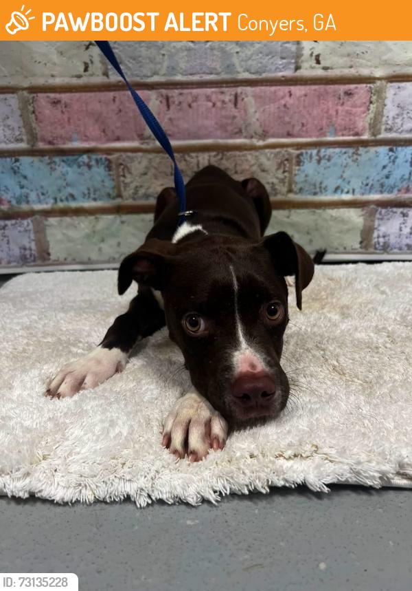 Found/Stray Male Dog last seen Located at Rockdale County Animal Service, 1506 Rockbridge Road, Conyers, GA 30012, Conyers, GA 30012