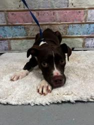 Found/Stray Male Dog last seen Located at Rockdale County Animal Service, 1506 Rockbridge Road, Conyers, GA 30012, Conyers, GA 30012