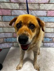 Reunited Male Dog last seen Located at Rockdale County Animal Service, 1506 Rockbridge Road, Conyers, GA 30012, Conyers, GA 30012