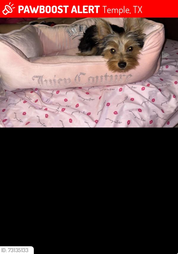 Lost Female Dog last seen Near north 10th street, Temple, TX 76501