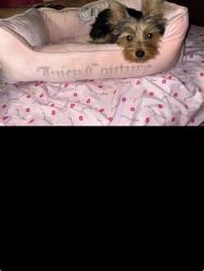 Lost Female Dog last seen Near north 10th street, Temple, TX 76501