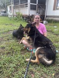 Reunited Male Dog last seen Edgewood ave north and hibiscus Street, Jacksonville, FL 32254