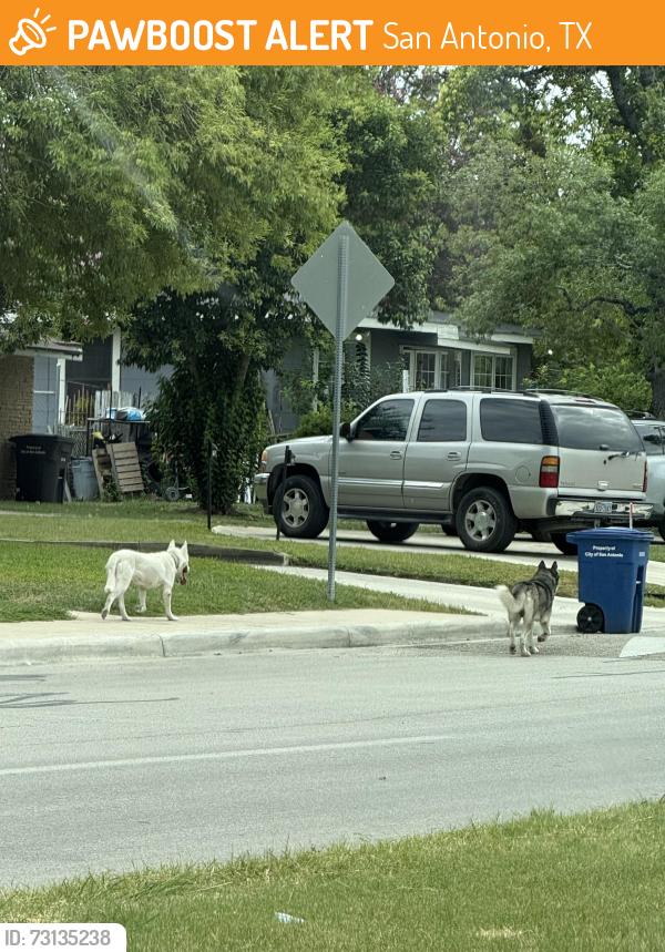 Found/Stray Unknown Dog last seen Beacon Ave, San Antonio, TX 78212
