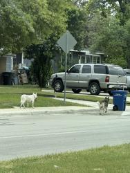 Found/Stray Unknown Dog last seen Beacon Ave, San Antonio, TX 78212