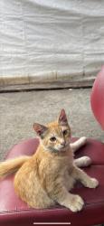 Lost Male Cat last seen Olive Street near Tacos De Gavilan., Los Angeles, CA 90003