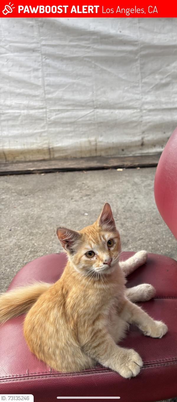 Lost Male Cat last seen Olive Street near Tacos De Gavilan., Los Angeles, CA 90003